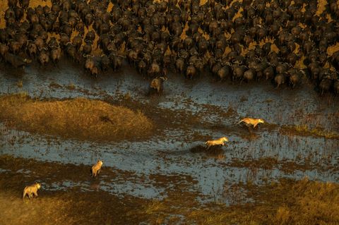 Leeuwen jagen op buffels in de moeraslanden van Duba Plains Camp in Botswanas Okavango Delta  waar National Geographic ExplorersinResidence Beverly and Dereck Joubert onderzoek deden voor hun film en boek Relentless Enemies Lions and Buffalo