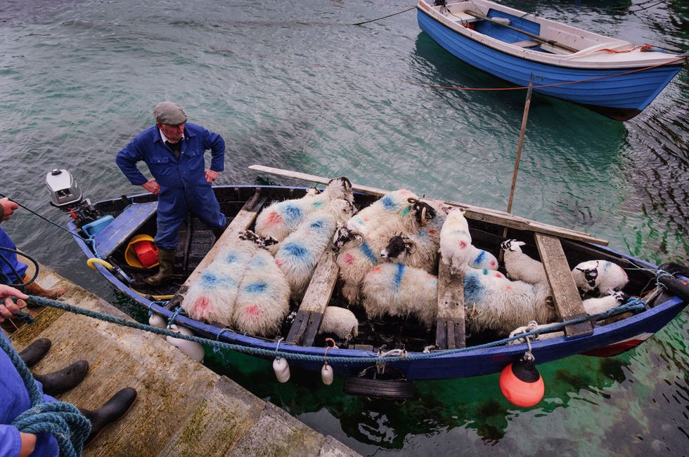 Schapen worden vanuit de haven van Valtos op het eiland Lewis vervoerd naar het eiland Pabay vlakbij om te grazen