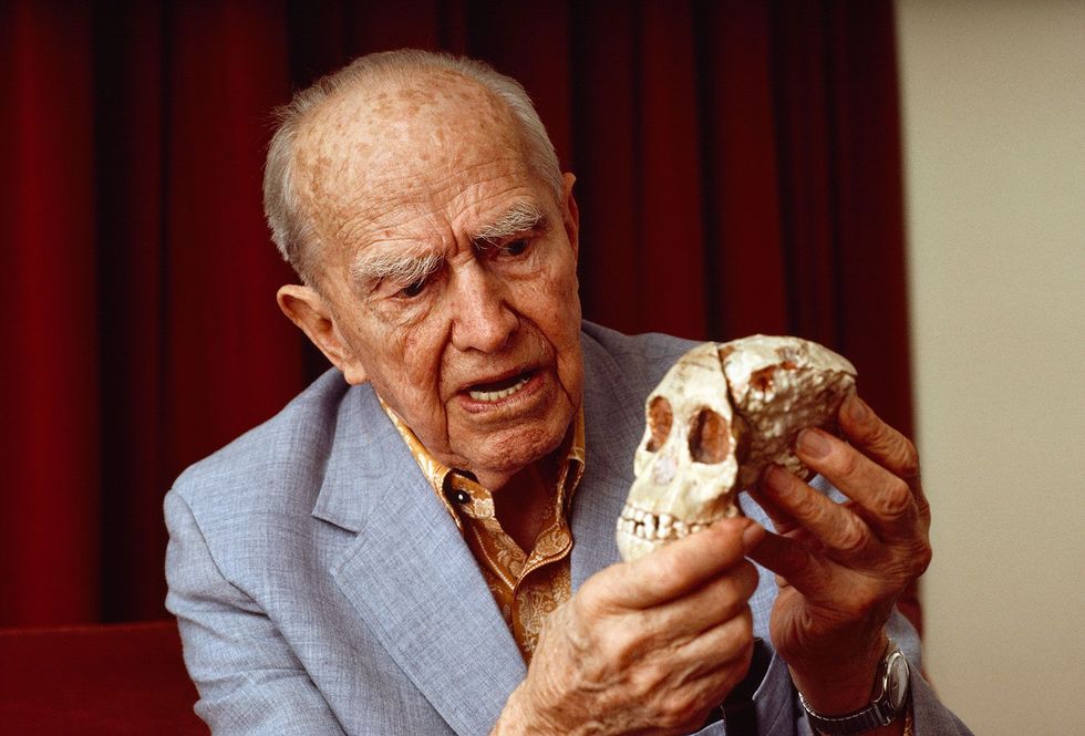 Raymond Dart geestelijk vader van de theorie van de u201cmoordende aapu201d houdt de schedel van het Taungkind vast de eerste Australopithecus die werd ontdekt