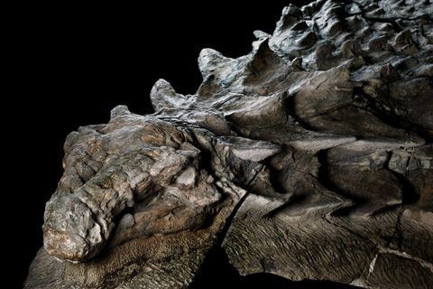 Zon 110 miljoen jaar geleden baande deze gepantserde planteneter zich een weg door een gebied dat nu in het noordwesten van Canada ligt totdat het dier werd weggespoeld door een buiten zijn oevers getreden rivier en uiteindelijk in zee belandde In zijn onderzeese begraafplaats bleef de gepantserde dinosaurir in ongelooflijke details bewaard