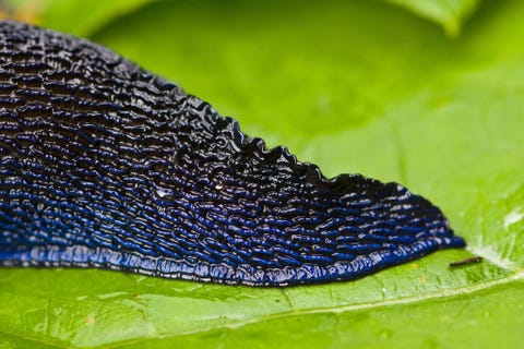 Closeup van de staart van de slak Ibycus rachelae die in OostEuropa voorkomt