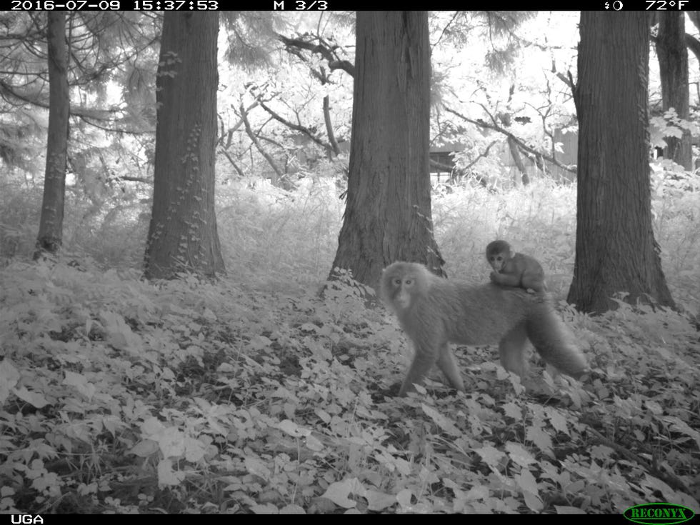 De grootste populaties van de Japanse makaak Macaca fuscata leven in gebieden rond Fukushima waar helemaal geen mensen mogen komen de radioactieve straling leek geen invloed te hebben op hun aantallen