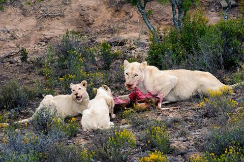 GODDELIJKE CADEAUS Witte leeuwen voeden zichzelf met een gazelle in ZuidAfrikas Sanbona Wildlife Reservaat Volgens Africaanse folklore zijn witte leeuwen kinderen van de Zonnegod naar de Aarde gezonden als goddelijke cadeaus