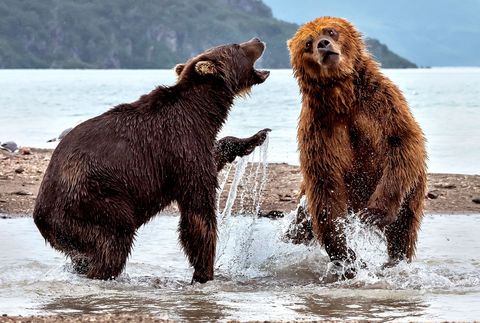 Bruine beren sparren in Kamchatka Rusland