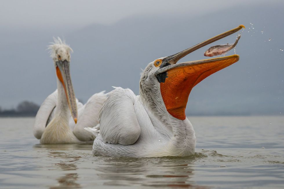 De kroeskoppelikaan de grootste van alle pelikanensoorten is inheems in Europa en Azi