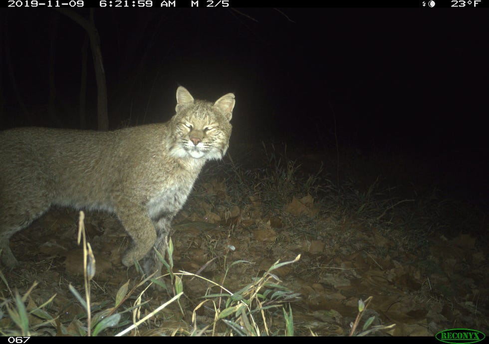 Een rode lynx Lynx rufus trok op 9 november 2019 door het CO Canal National Historic Park in Washington DC Het is de eerste keer in de recente geschiedenis dat deze soort binnen de stadsgrenzen is waargenomen