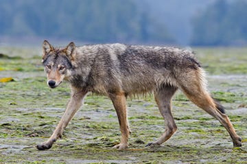 een zeewolf kijkt de fotograaf aan, foto bertie gregory/nat geo wild.