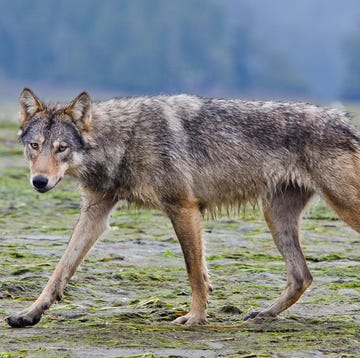 De bijzondere zeewolven van Canada een zeewolf kijkt de fotograaf aan, foto bertie gregory/nat geo wild.