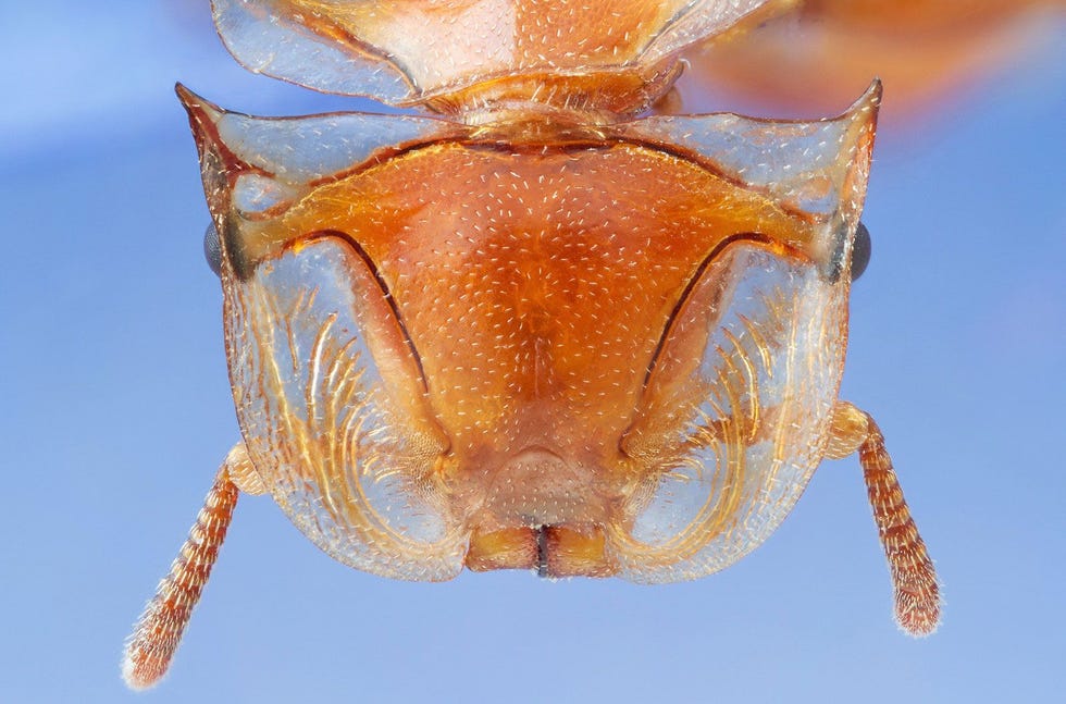 Deze compilatiefoto toont een extreme closeup van de gouden schildpadmier Cephalotes clypeatus die in het bosreservaat Refugio Mbaracay in Paraguay voorkomt