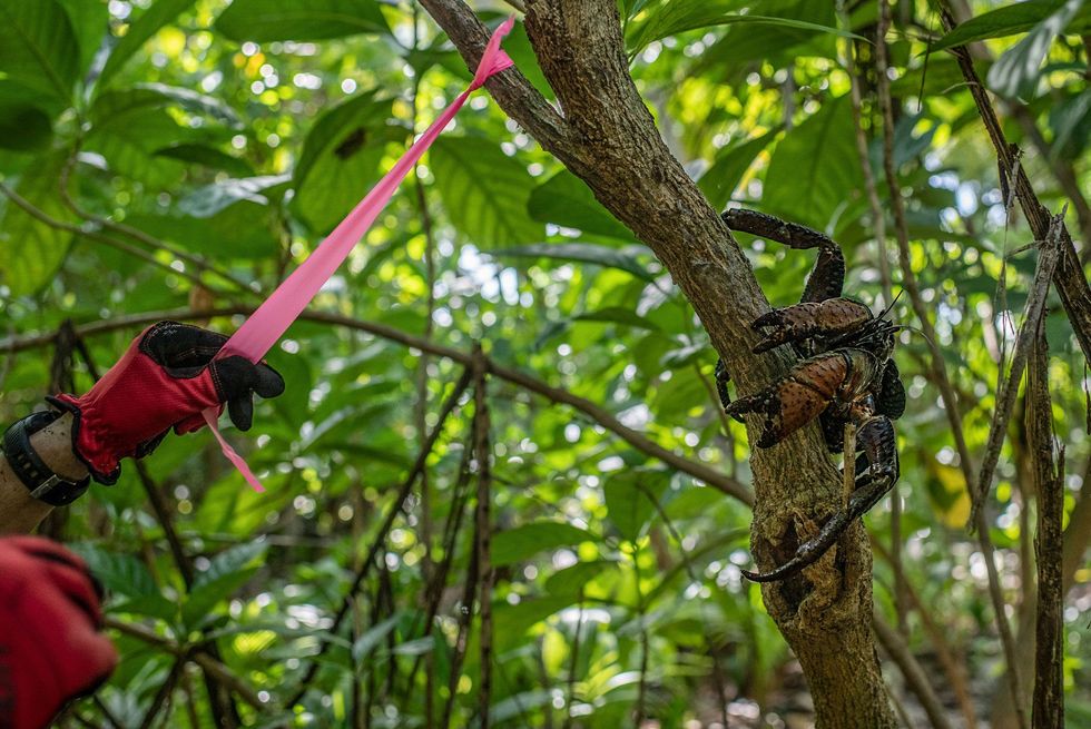 Een onderzoeker markeert een boom op het eilandje Nikumaroro terwijl een kokoskrab toekijkt