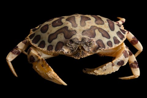 Hepatus epheliticus Gulf Specimen Marine Lab and Aquarium
