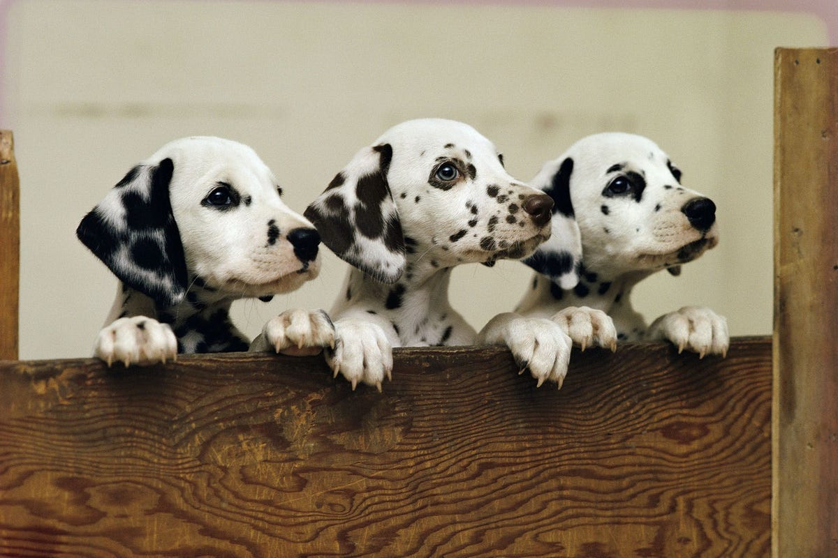 Met hun pootjes op de rand van een schutting nemen drie nieuwsgierige Dalmatirpuppys de wereld in zich op