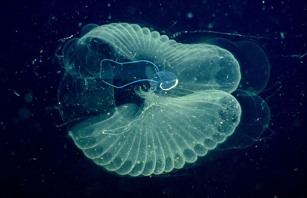 Dit mantelvisje is een andere diepzeebewoner die ongewild microplastic door de diepzee transporteert