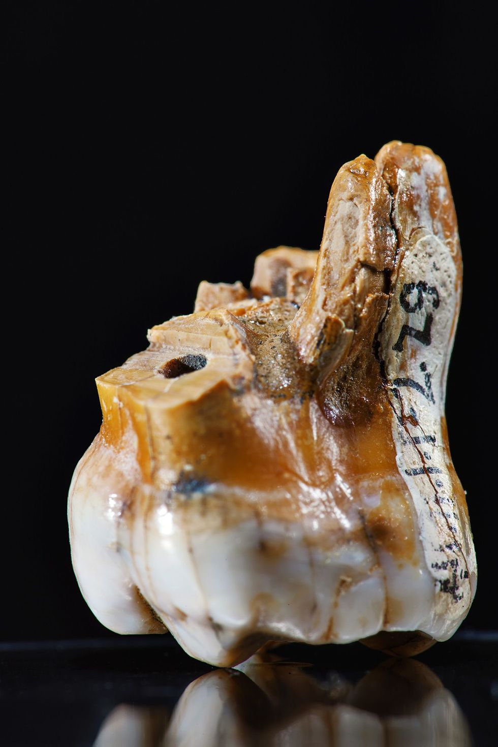 Denisovamensen zijn bekend van slechts enkele overblijfselen drie tanden een botje uit een pink en een schedelfragment Ze kenmerken zich door hun verrassend stevige tanden zoals deze kies die werd aangetroffen in de Denisovagrot
