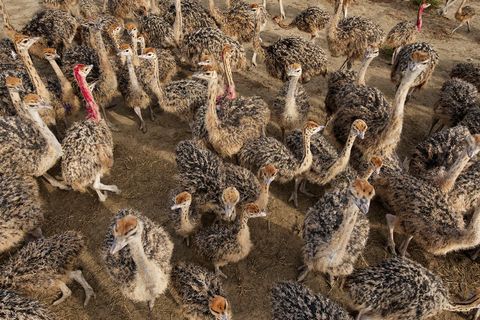 Een grote groep struisvogels op een boerderij in de Oekraense provincie Dnjepropetrovsk