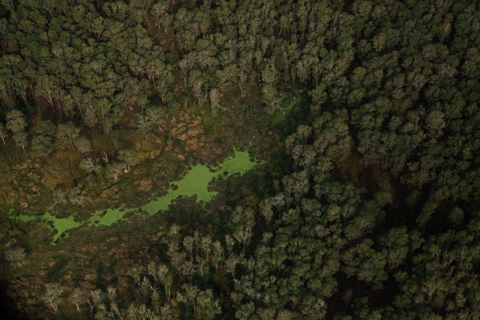 Luchtfoto van bomen in het Cardamomgebergte in Cambodja