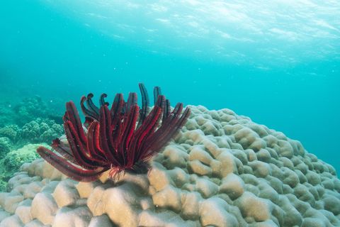 Een roodbruine haarster ligt op een koraalrif Volgens onderzoekers komen op de Filipijnen talloze soorten haarsterren in groten getale voor en in talloze prachtige kleuren  van geel en groen tot rood en roze