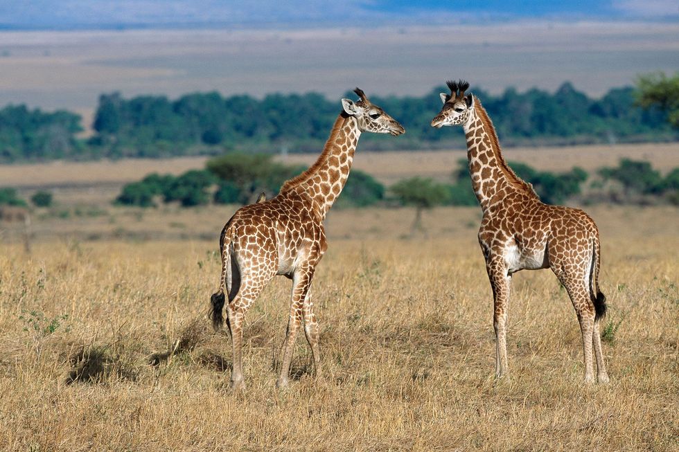 Recent onderzoek wees uit dat jonge giraffen met grotere rondere vlekken betere overlevingskansen lijken te hebben