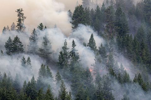 Het westen van de VS wordt al jaren geteisterd door droogte Het warme droge weer heeft de intensiteit en verwoestende kracht van natuurbranden vergroot