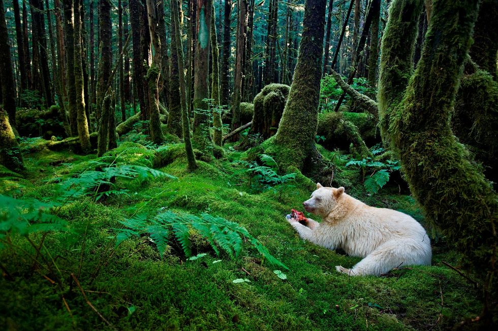 Een Kermodebeer eet een vis in een met mos overdekt stuk van het gematigde regenwoud De KitasooXaiXais Nation heeft er lange tijd voor gestreden om de jacht op beren in hun bossen te verbieden en het toerisme voor berenspotters te bevorderen
