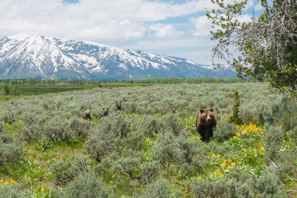 Grizzly 399 en haar welpjes onderzoeken grijze salie sagebrush in het Grand Teton National Park
