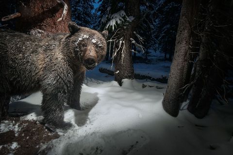 Via een cameraval in de buurt van Yellowstone wordt een grizzlybeer betrapt op de diefstal van dennenappels uit de voorraad van een eekhoorn De dennenappels vormen een belangrijke voedselbron voor de beren