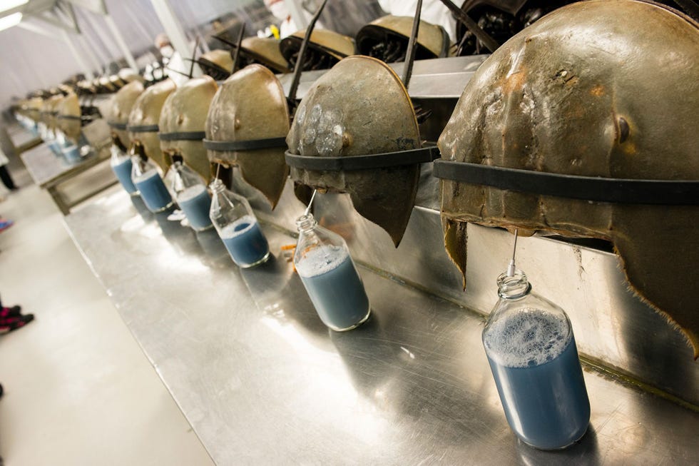 In de Charles River Laboratories in Charleston South Carolina wordt het bloed van Atlantische degenkrabben afgetapt