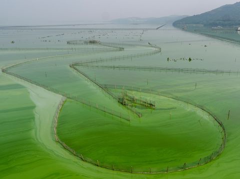 Het water van het Taimeer in het noordwesten van China wordt geplaagd door algenbloei Dertig jaar geleden was het water hier helder maar rond het meer een van de grootste van China liggen steden als Wuxi Suzhou en Changzhou die in de afgelopen decennia razendsnel zijn gegroeid Rioolwater en spoelwater van omringende veehouderijen hebben het meer met kunstmest overvoerd wat leidt tot de explosieve bloei van blauwalgen