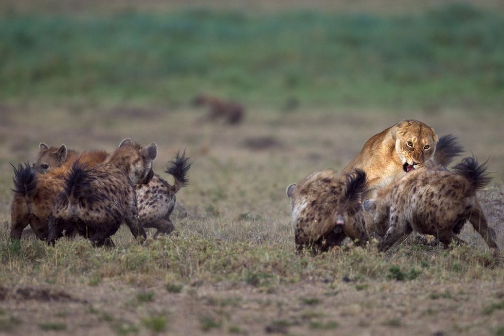 Gevlekte hyenas in gevecht met een leeuwin in het Masai Mara National Reserve in Kenia