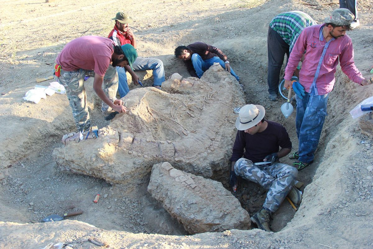 Het uitgraven van de ichthyosaurus was niet makkelijk Veel van het gesteente om het fossiel was extreem hard en de buitentemperatuur steeg vaak tot meer 35 C