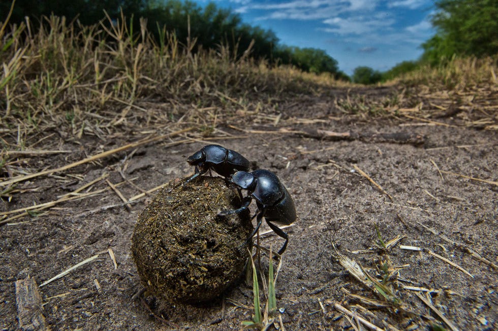 Mestkevers behoren tot de insecten die het ernstigst met uitsterving worden bedreigd De kevers spelen een belangrijke rol in het recyclen van voedingsstoffen en het afbreken van dierlijke uitwerpselen