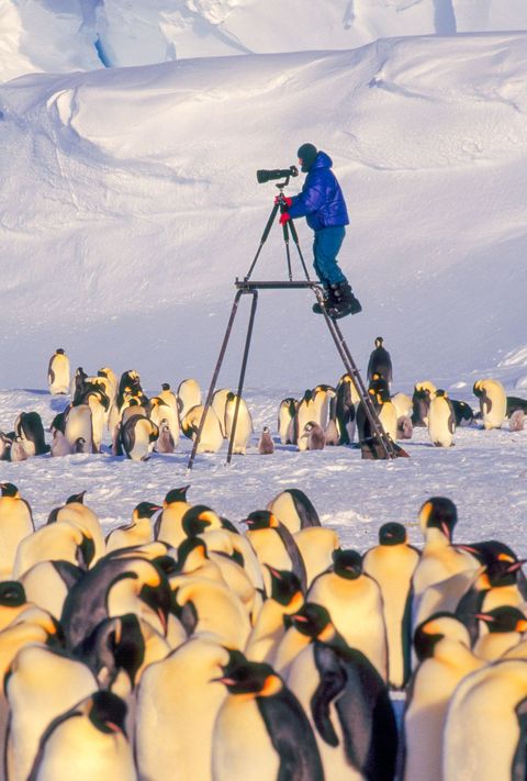 Ik dacht over een ander perspectief voor het fotograferen van keizerspinguns in hun broedkolonies op het pakijs voor de kust van Antarctica en deze uitkijkpost voor de hertenjacht was een van de bouwsels die ik daarvoor bedacht schrijft fotograaf Frans Lanting
