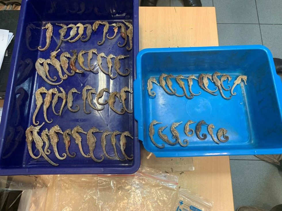 Bij een rntgenscan van koffers vonden douanebeambten op de luchthaven van Singapore deze gedroogde zeepaardjes die vanuit Indonesi naar Vietnam werden gesmokkeld