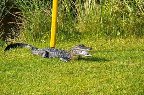 Grass, Crocodilia, Reptile, Alligator, American alligator, Crocodile, Grass family, Lawn, Plant, Saltwater crocodile, 