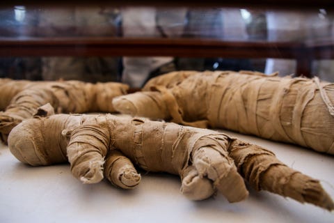De oude Egyptenaren mummificeerde miljoenen dieren Deze kattenmummies zouden als votiefoffers aan goden hebben gediend