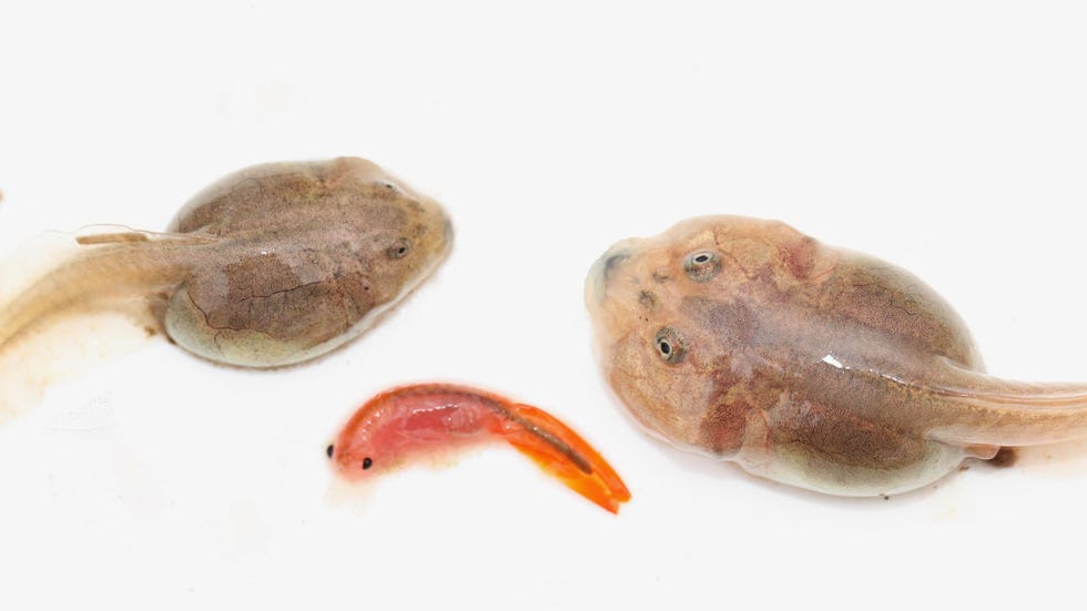 Normaliter ontwikkelt de woelpad zich als omnivoor fenotype links maar als hij als kikkervisje relatief grote prooien moet eten zoals een garnaal midden ontwikkelt hij zich tot een duidelijk carnivoor fenotype rechts dat is gespecialiseerd in het eten van grotere prooidiertjes als garnalen en andere kikkervisjes