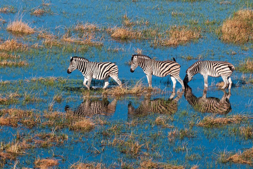 Dankzij de vooruitgang in kunstmatige intelligentie AI artificile intelligentie worden nu computerprogrammas ontwikkeld waarmee duizenden fotos geanalyseerd kunnen worden en precies het aantal afzonderlijke dieren in een groep van beelden vastgesteld kan worden Zebras behoren tot de diersoorten die op deze manier zijn geteld