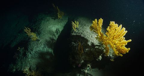 Op de bodem van de Lydonia Canyon ligt een grote rots die is begroeid met groepjes geelkleurig hoornkoraal waaronder soorten uit de geslachten Paramuricea en Acanthagorgia