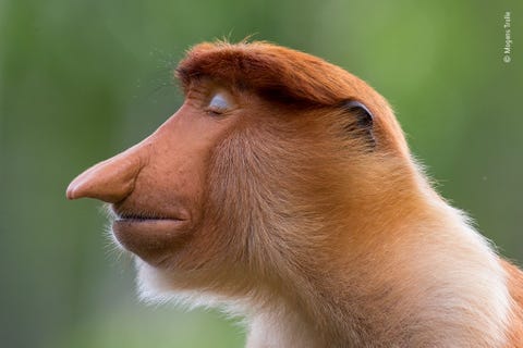 Een jong neusaapmannetje sluit zijn vaalblauwe oogleden Met deze foto won de Deen Mogens Trolle de hoofdprijs in de categorie dierenportretten