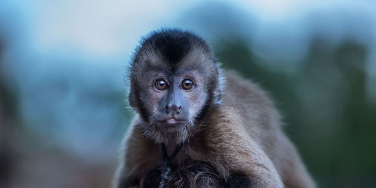 verzending klep Tussen 10x de bijzondere band tussen mensen en hun apen