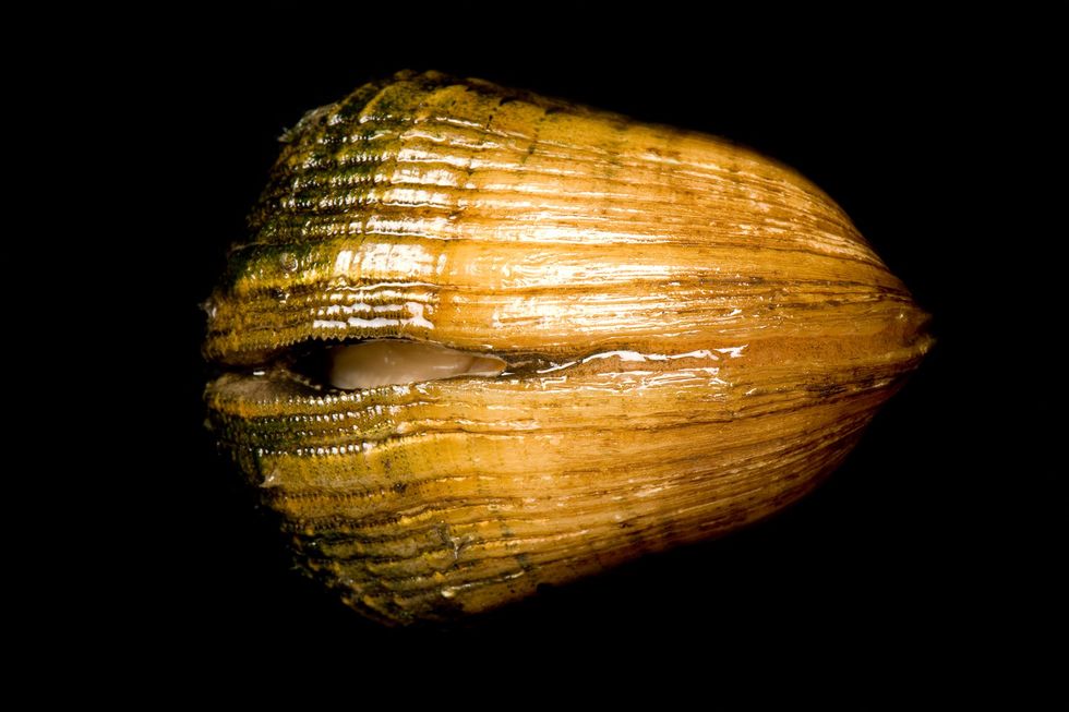 De bedreigde Epioblasma triquetra Engels snuffbox mussel kwam ooit voor in achttien Amerikaanse staten en in Ontario in Canada maar is inmiddels verdwenen uit meer dan zestig procent van het oorspronkelijke leefgebied