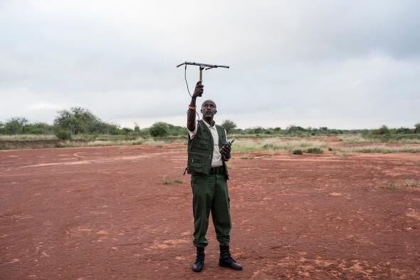 David Daballen die voor Save the Elephants werkt test de ontvangst van een olifantenhalsband in het nationale park Tsavo West ten zuidoosten van Nairobi De halsbanden zijn voorzien van techniek die de olifanten zal volgen