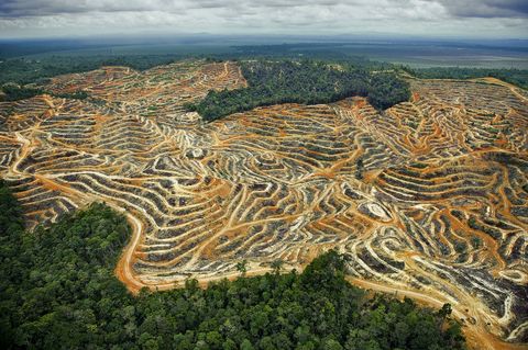 Wegen en terrasvormige velden creren een ingewikkeld patroon in Sarawak Maleisi Op de velden groeien oliepalmen een industrie die de afgelopen twintig jaar is verdrievoudigd en die heeft geleid tot de vernietiging van ecosystemen van regenwouden