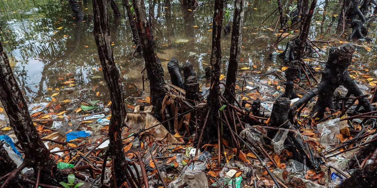 Afval verstopt de wortelstelsels van de mangrovebossen rond het eiland Bohol