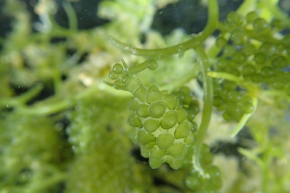 De champignonvormige bolletjes op de rug van S nishae sluiten perfect aan op de groene kaviaar van de zeewiersoort Caulerpa chemnitzia