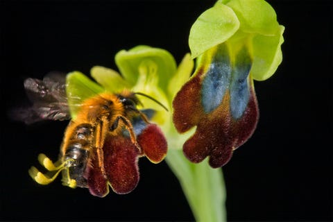 Deze Ophrys eleonoraeorchidee werd op het Italiaanse eiland Sardini gefotografeerd Er bestaan wereldwijd minstens 29000 orchideesoorten en ieder jaar worden er weer nieuwe ontdekt Ze worden niet alleen gebruikt als sierplanten maar ook voor consumptie en de traditionele geneeskunde
