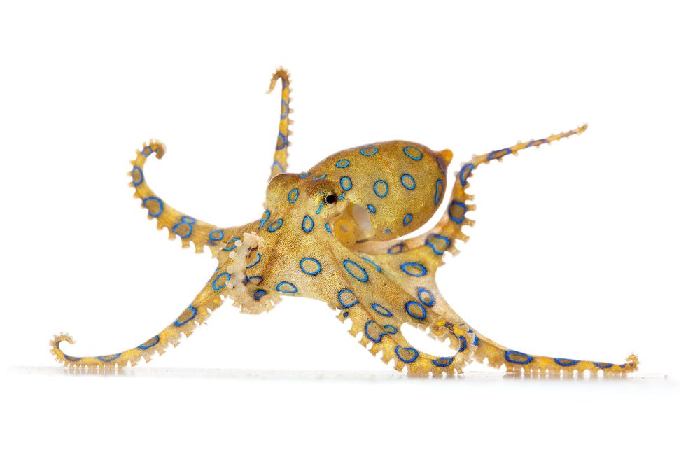 De Amerikaanse invoer van de zeer giftige grote blauwringoctopus overtreft die van alle andere soorten zo blijkt uit de schaarse gegevens die voorhanden zijn Blauwgeringde octopussen beschikken over voldoende zenuwgif om minimaal tien mensen te doden