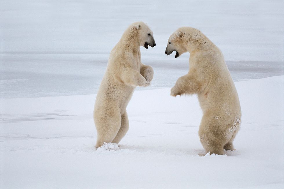 Twee ijsberen in gevecht in de Canadese Hudson Bay De grote roofdieren hebben zich in de loop van de evolutie aangepast aan het leven en de jacht op het ijs in het noordpoolgebied