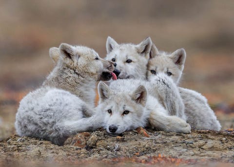 Poolwolfwelpen rusten uit terwijl de volwassen dieren op jacht zijn op Ellesmere Island