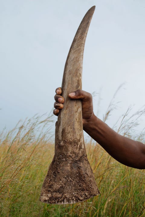 http://www.nationalgeographic.com/content/dam/photography/PROOF/2017/September/world-rhino-day-gallery/03-rhino-day-NationalGeographic_1455194.jpg Een ruim drienhalve kilo wegende neushoornhoorn als deze kan op de zwarte markt honderdduizend dollar opbrengen In Azi denken sommigen onterecht dat neushoornhoorn geneeskrachtige eigenschappen heeft In werkelijkheid bestaat de hoorn uit niets anders dan keratine het materiaal waaruit ook menselijke vingernagels en haar is opgebouwd